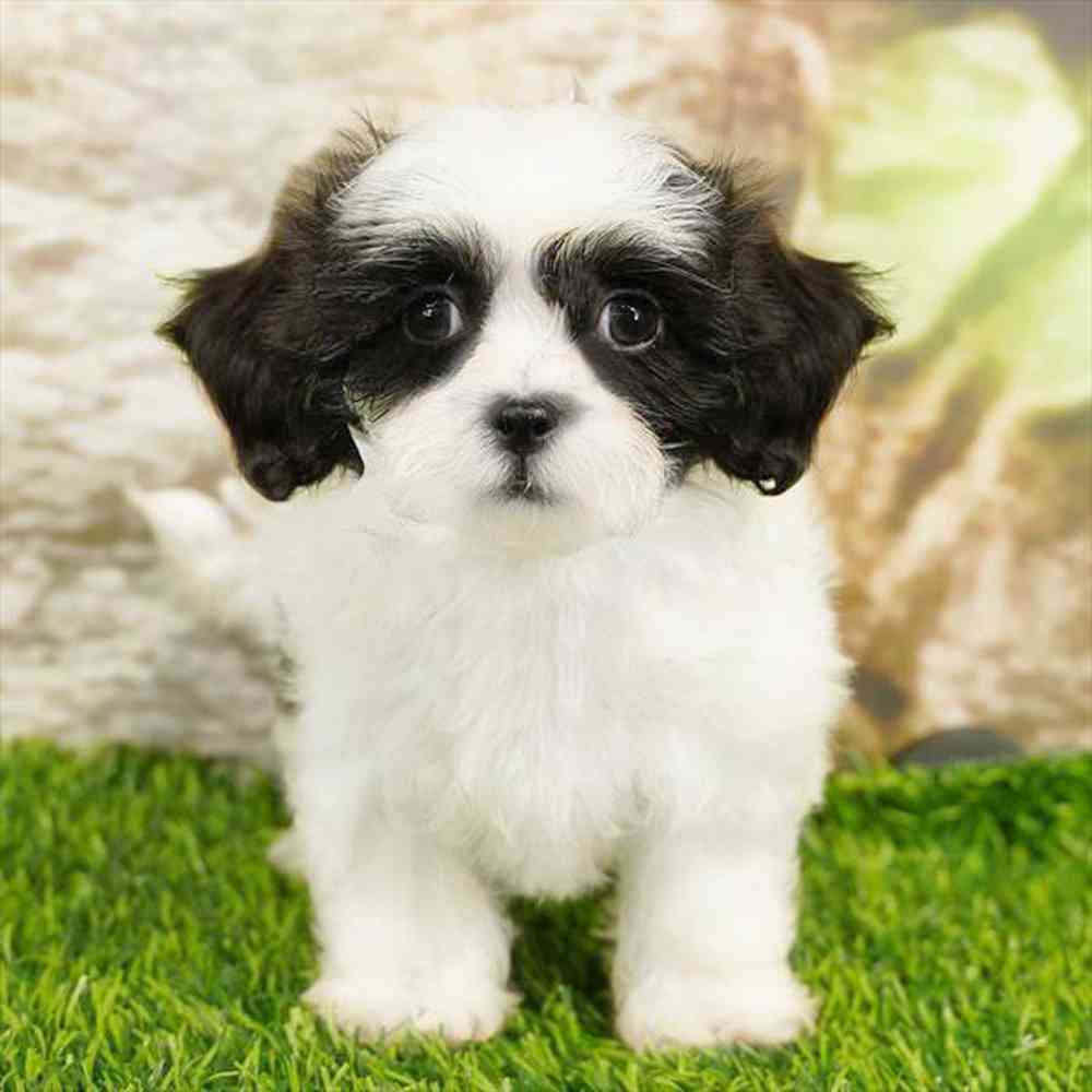 Image of a pet breed in the gallery