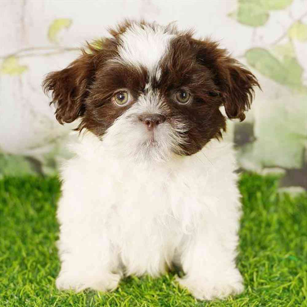 pet breed image