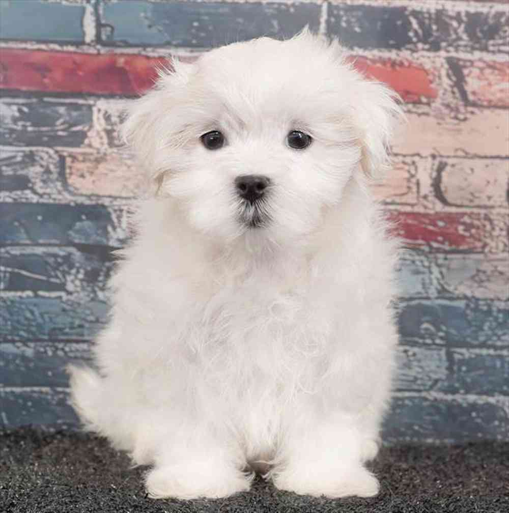 Image of a pet breed in the gallery