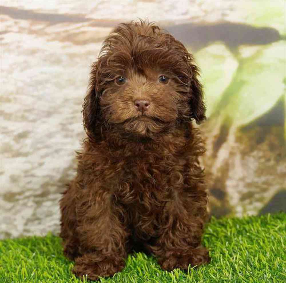 Image of a pet breed in the gallery