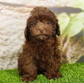 Shizapoo