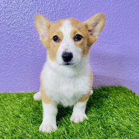 Pembroke Welsh Corgi