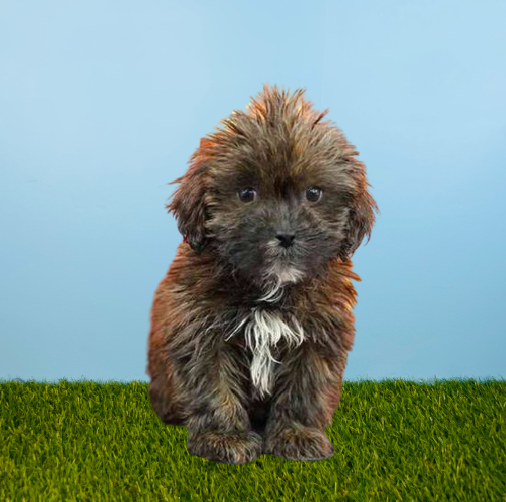 carousel pet images
