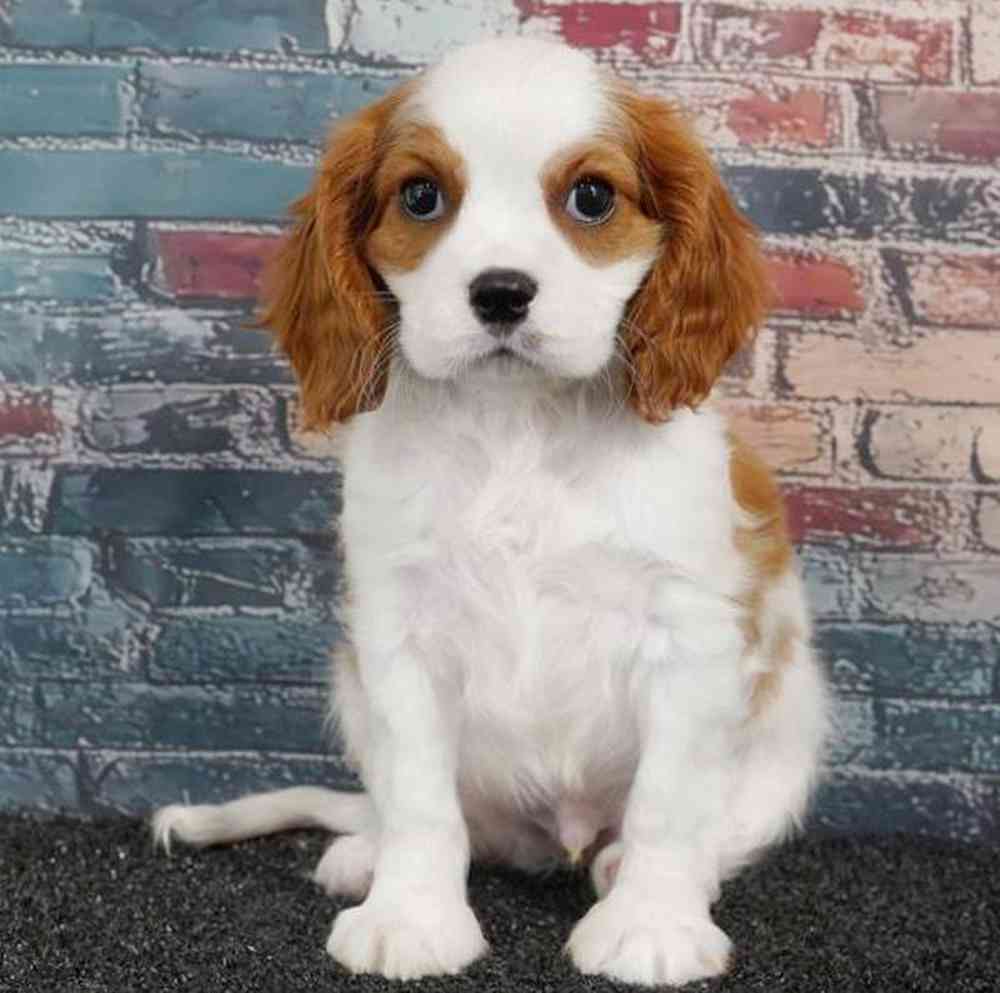 pet breed image