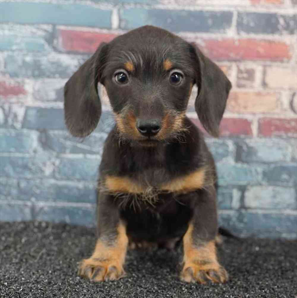 pet breed image