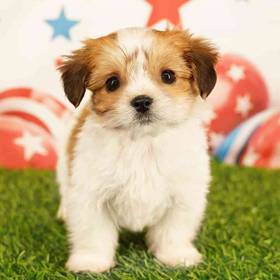 Yorkie-Malshi