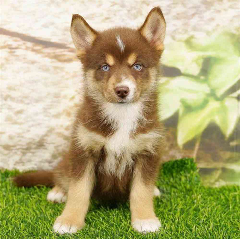 pet breed image