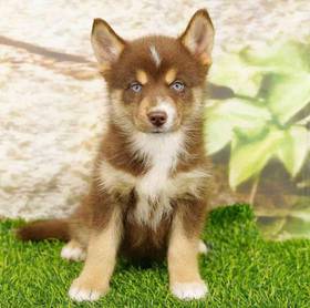 Pomsky