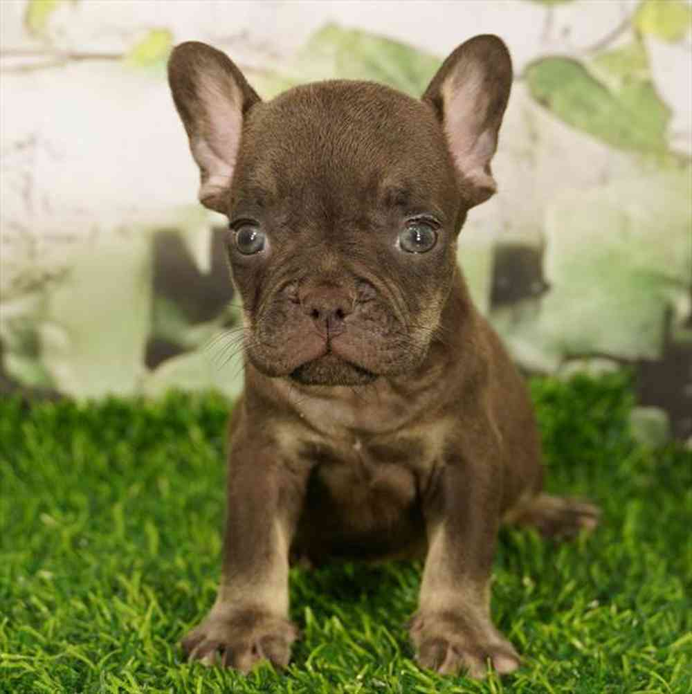 pet breed image