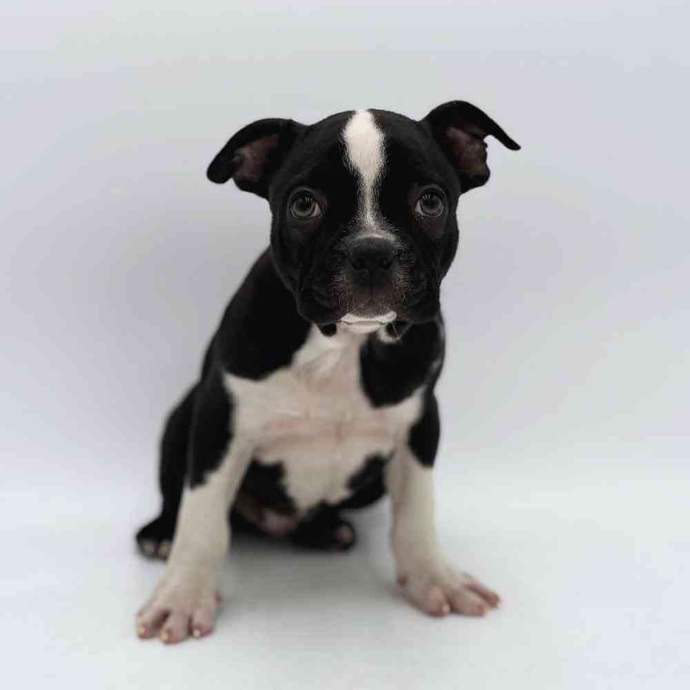 Image of a pet breed in the gallery