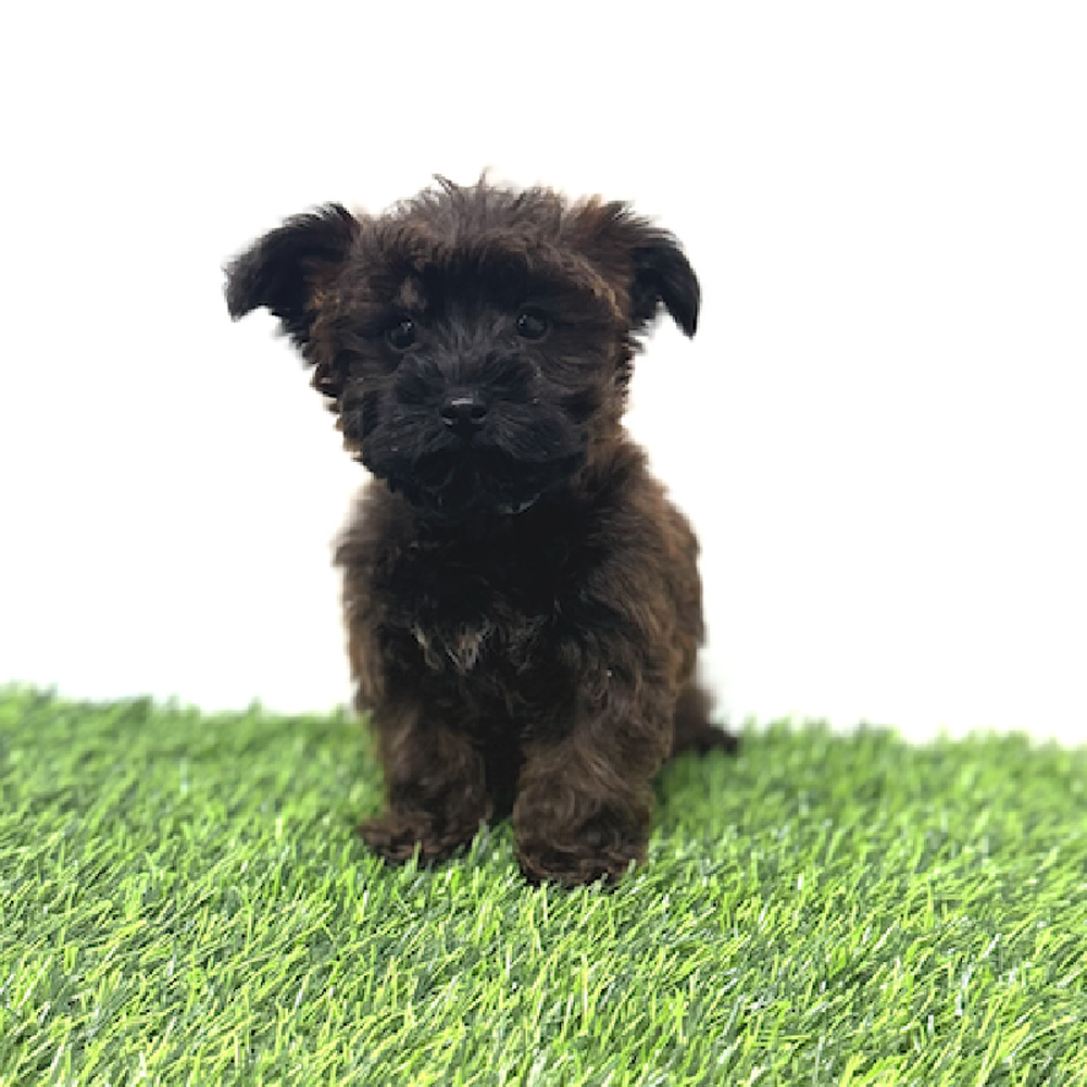 Image of a pet breed in the gallery