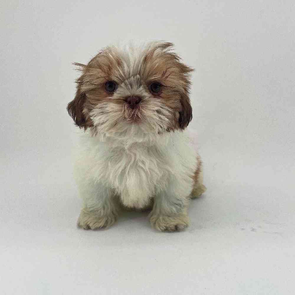 pet breed image
