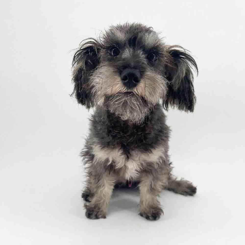 pet breed image