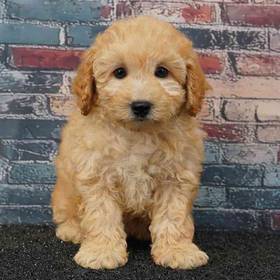 Poodle