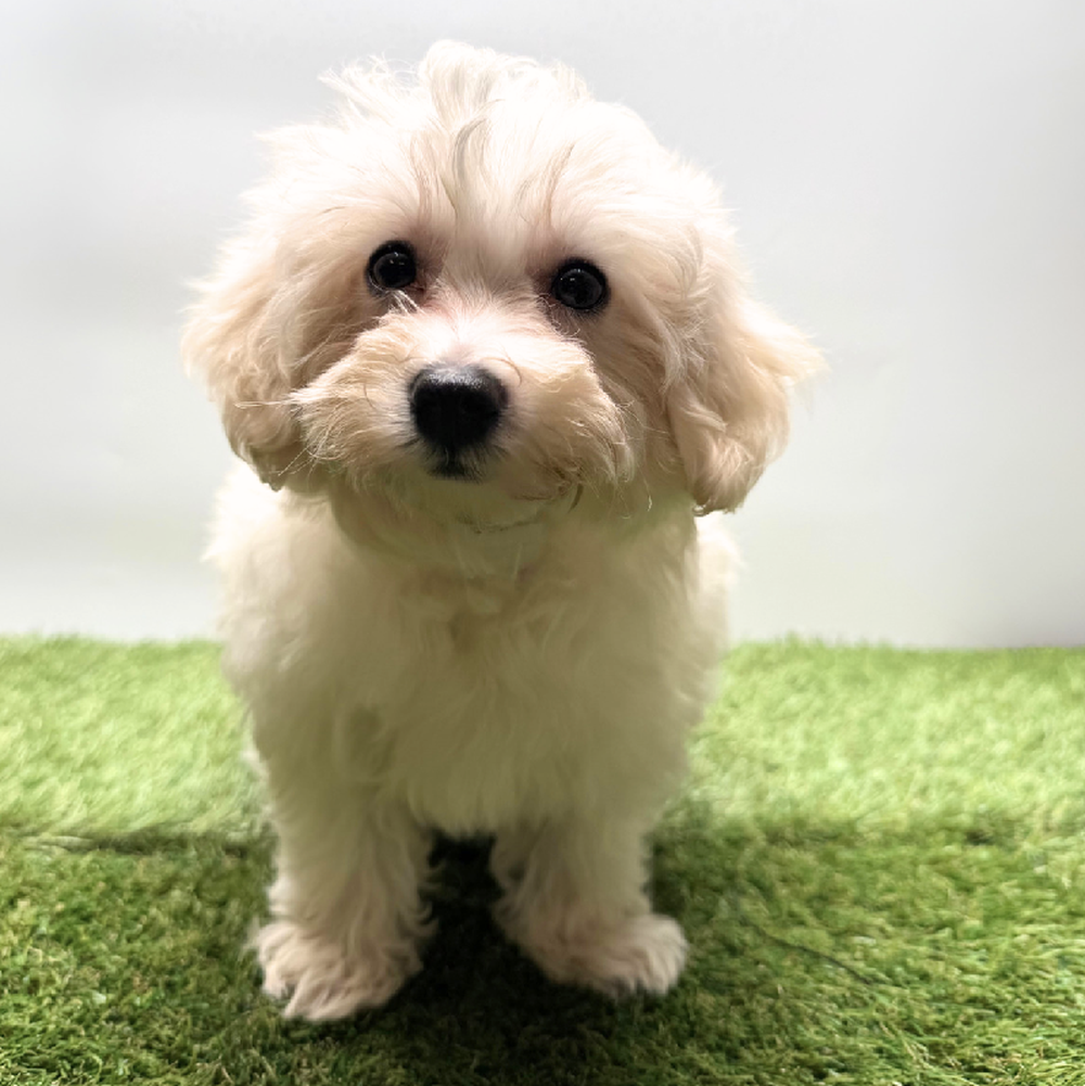 pet breed image