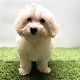 Maltipoo