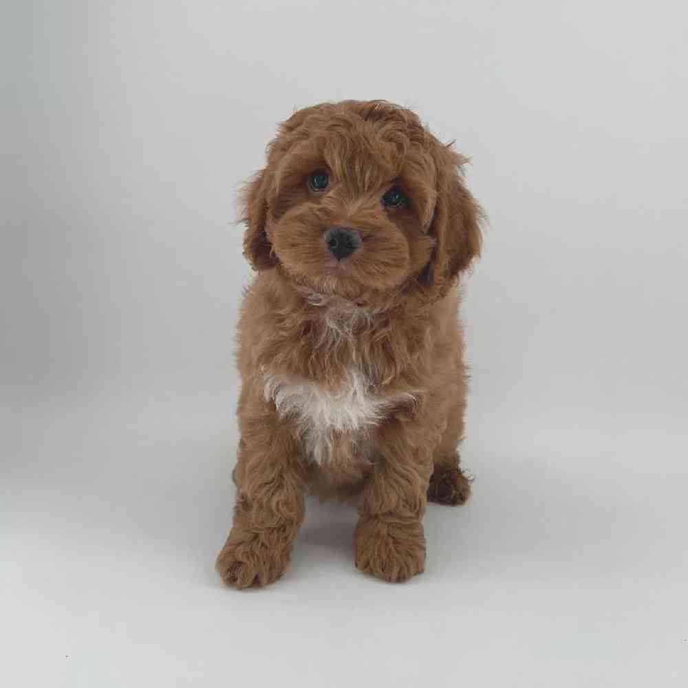 pet breed image