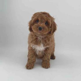 Cockapoo