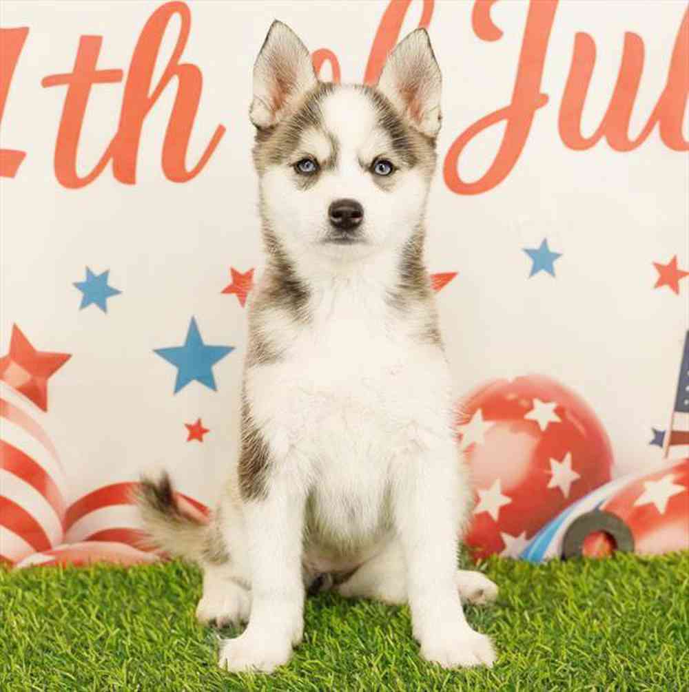 Image of a pet breed in the gallery