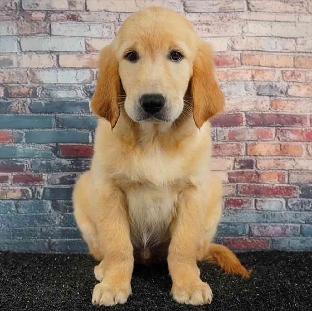 Image of a pet breed in the gallery