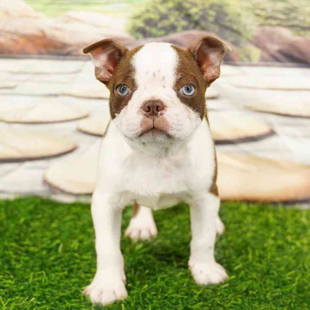 pet breed image