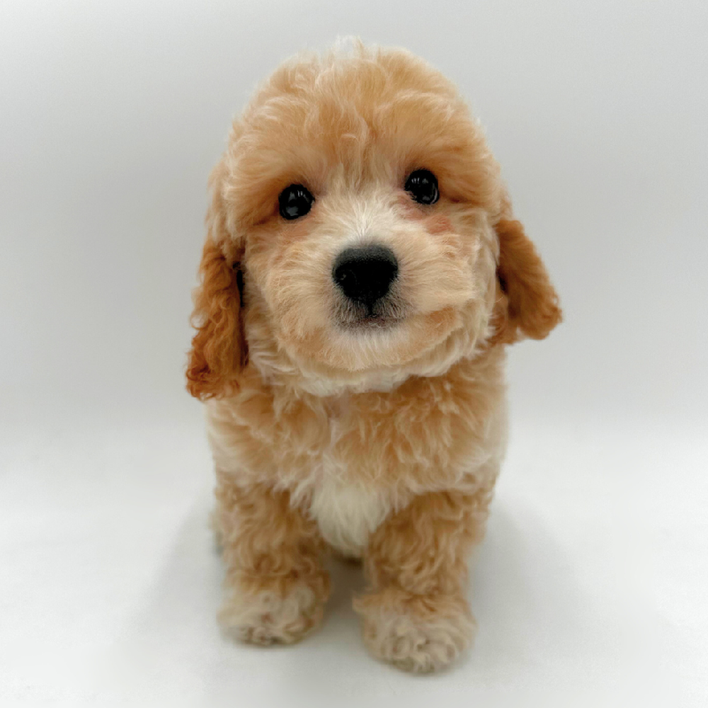 Image of a pet breed in the gallery