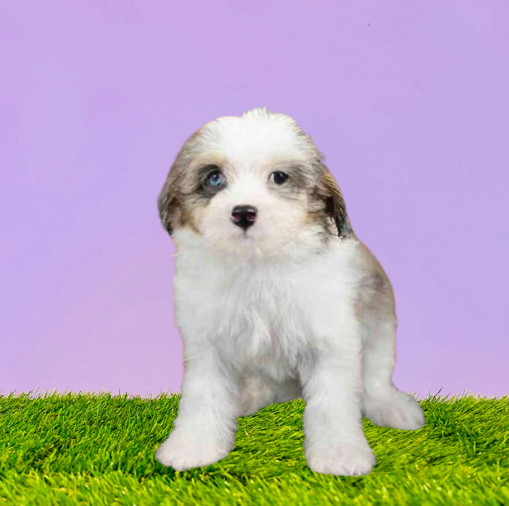 carousel pet images