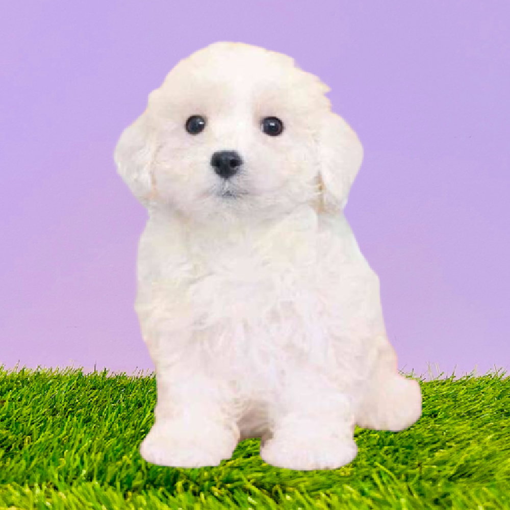 Female Bichon Puppy for Sale in Marietta, GA