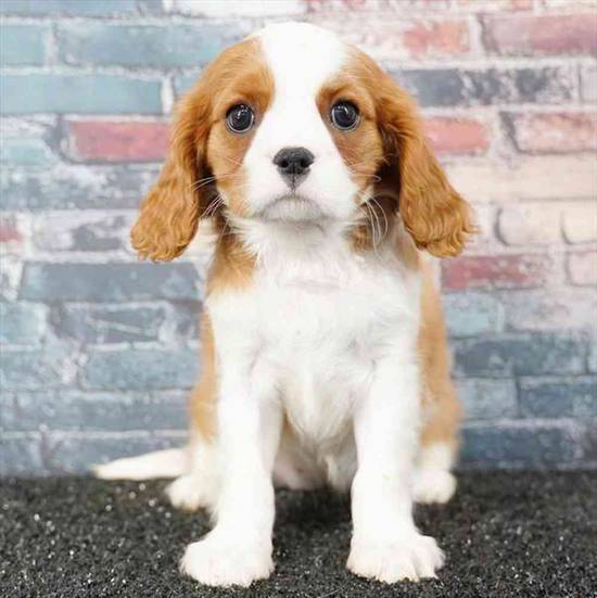 Cavalier King Charles Spaniel