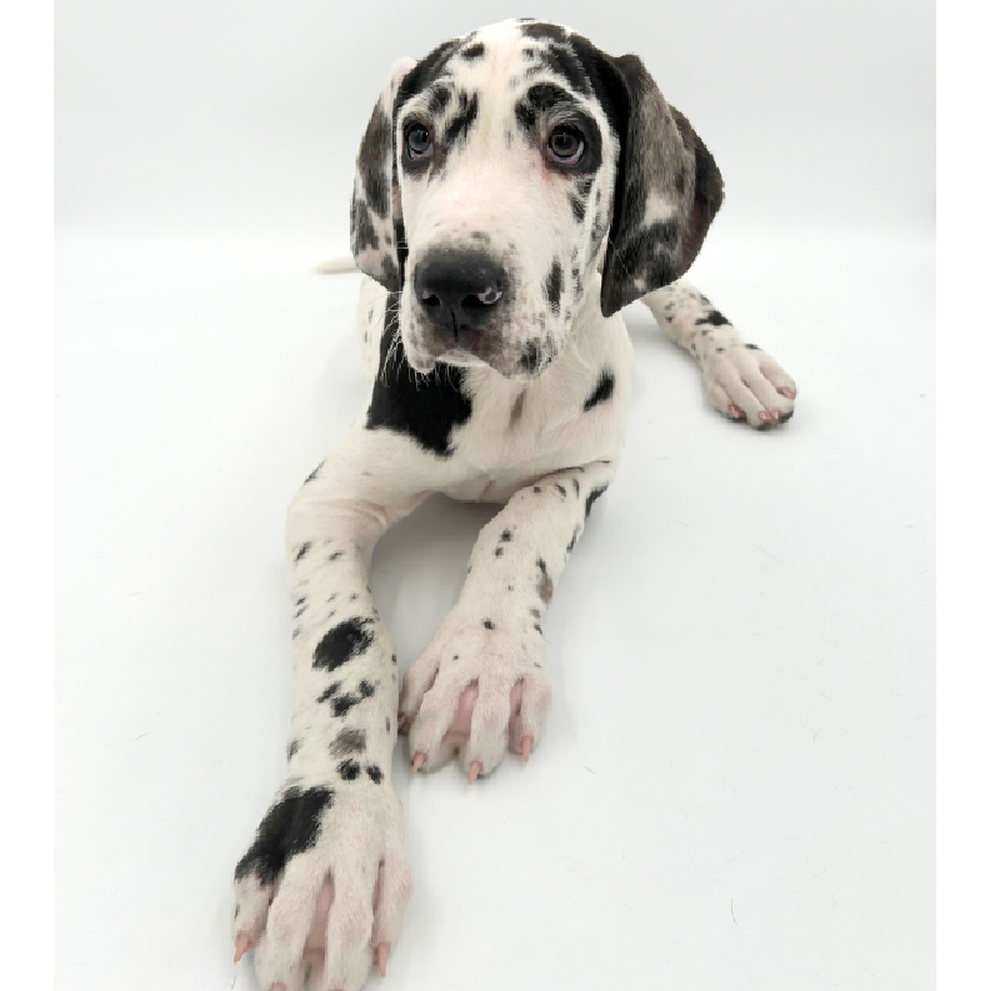Male Great Dane Puppy for Sale in Marietta, GA