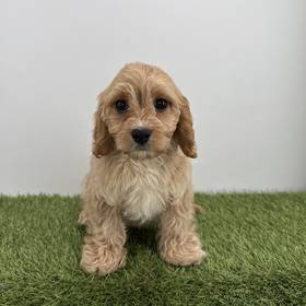 Cavapoo