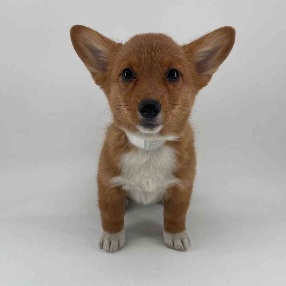 Image of a pet breed in the gallery