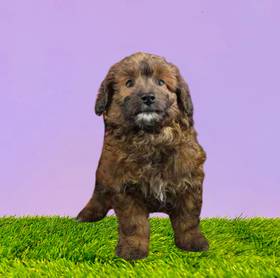 2nd Gen Mini Goldendoodle