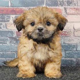 Shih Tzu
