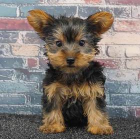 Yorkie