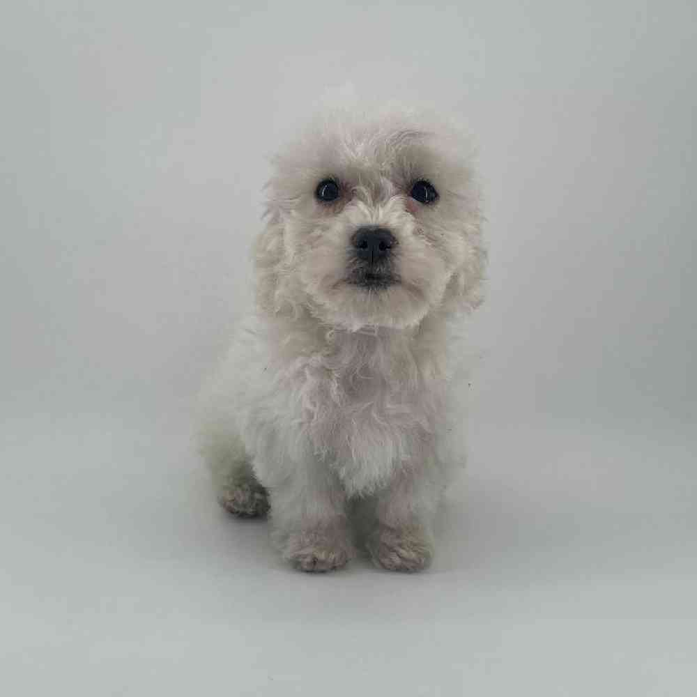pet breed image