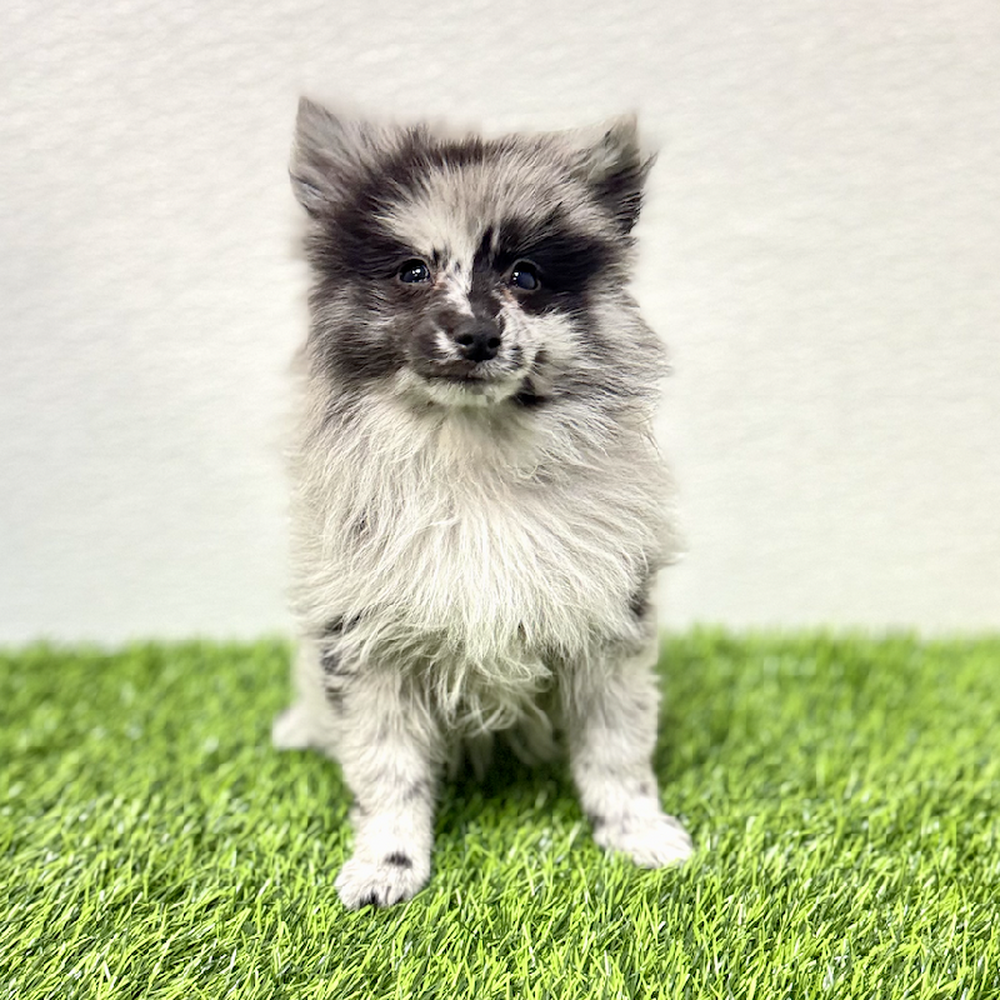 Image of a pet breed in the gallery