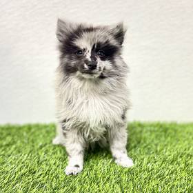 Pomeranian