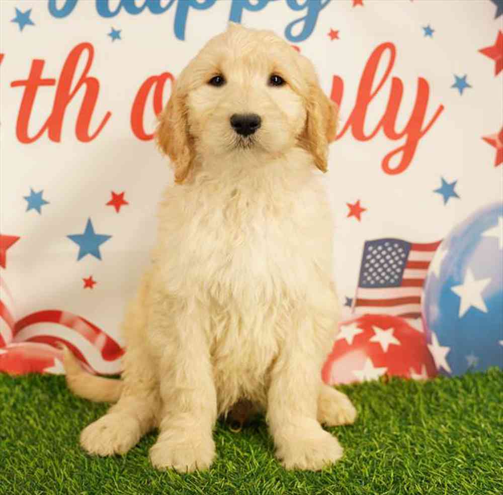 pet breed image