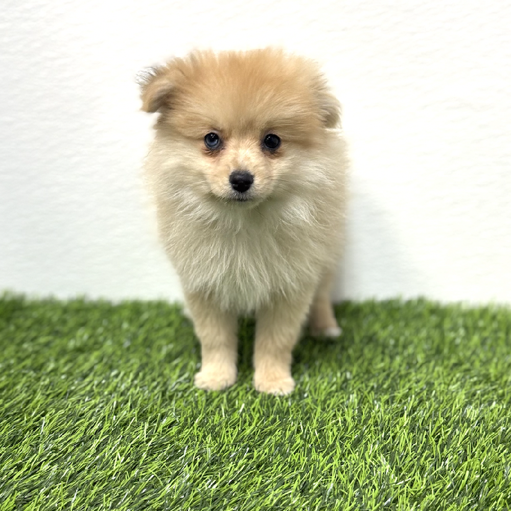Image of a pet breed in the gallery
