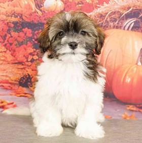 Havanese