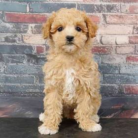 Maltipoo