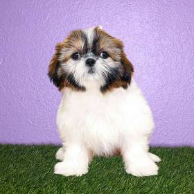 Shih Tzu