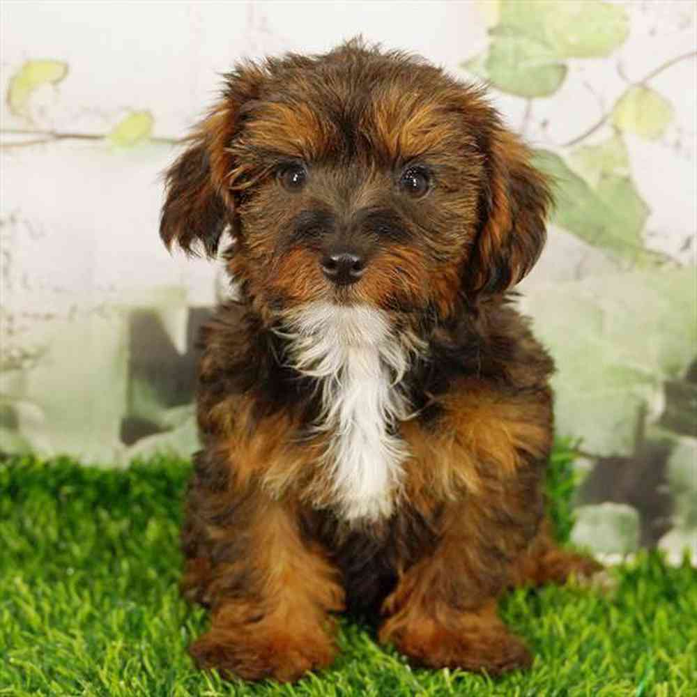 Image of a pet breed in the gallery