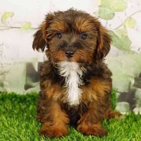 Yorkie-Poo