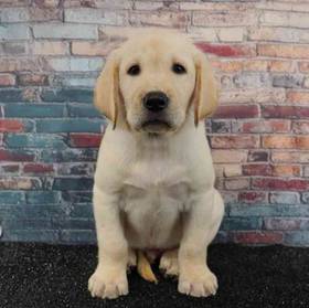 Labrador Retriever