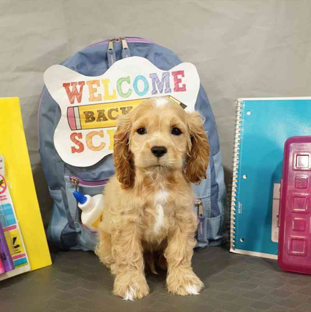 carousel pet images