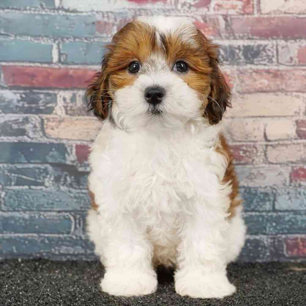 Image of a pet breed in the gallery