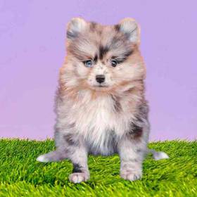 Pomeranian