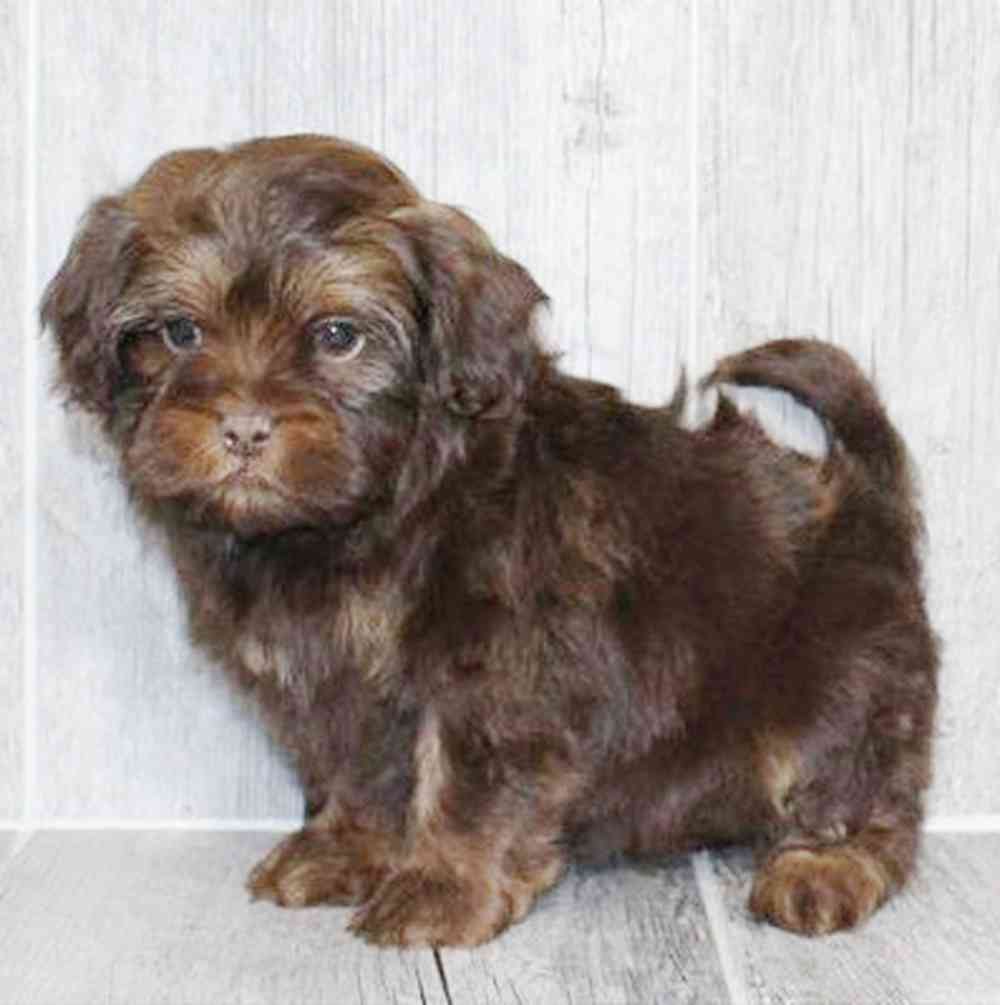 Image of a pet breed in the gallery